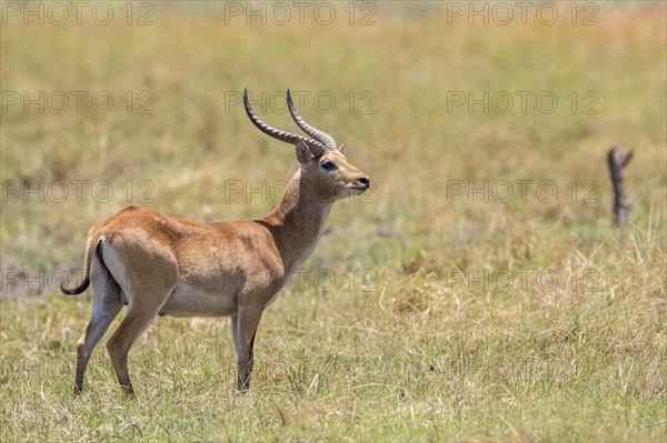 Marsh antelope (Kobus leche)