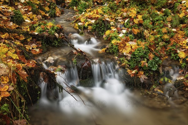 Wildbach stream in autumn