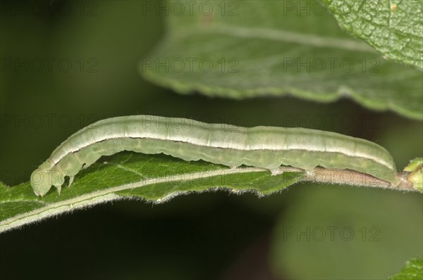 Herald Moth (Scoliopteryx libatrix)