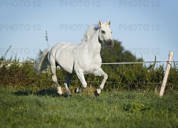 Grey Thuringian Warmblood mare galloping across a paddock