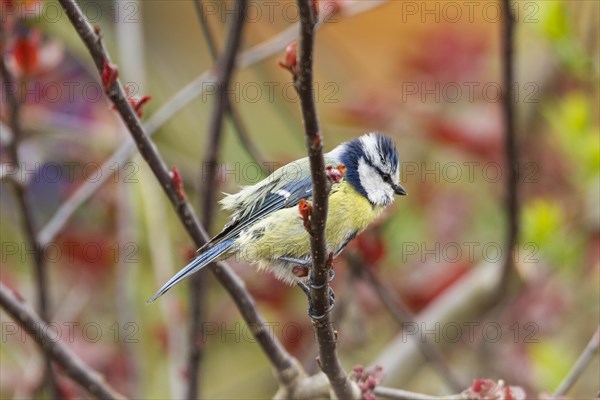 Blue Tit (Cyanistes caeruleus syn Parus caeruleus)