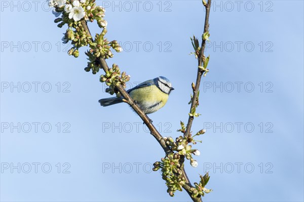 Blue Tit (Cyanistes caeruleus syn Parus caeruleus)