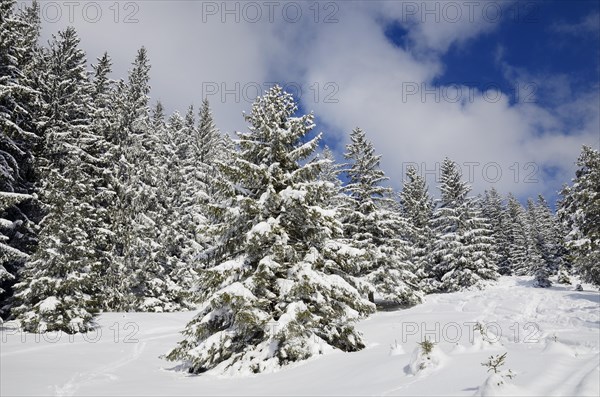 Snow-covered spruce trees (Picea abies)
