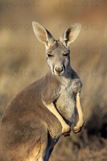 Red Kangaroo (Macropus rufus)