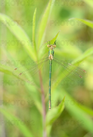 Emerald Spreadwing (Lestes dyas)