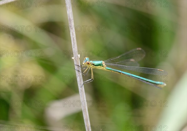 Emerald Spreadwing (Lestes dyas)