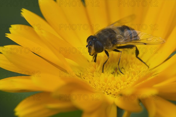 Drone Fly or European Hover Fly (Eristalis tenax)