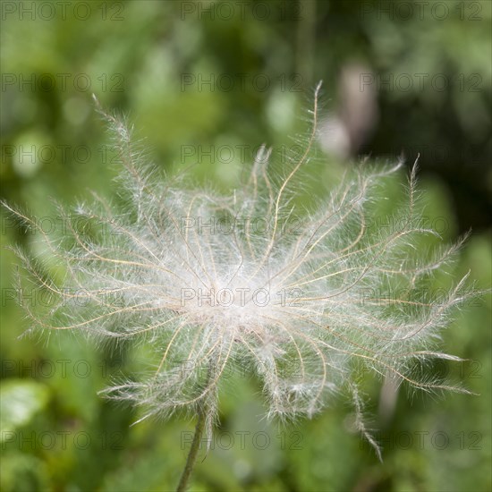 Mountain avens (Dryas octopetala)