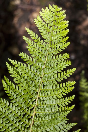 Soft shield fern (Polystichum setiferum)