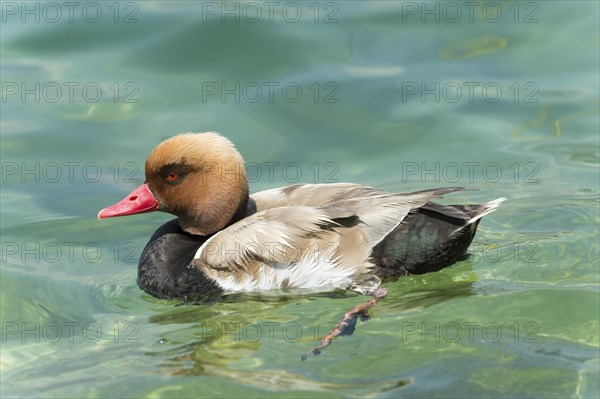 Red-crested pochard (Netta rufina)