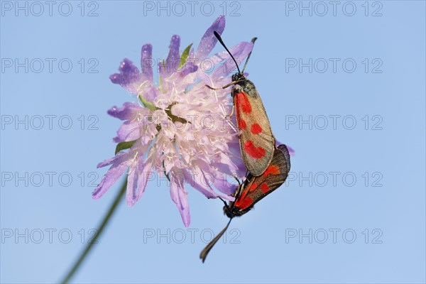 Slender Scotch Burnet (Zygaena loti)