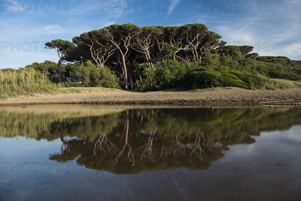 Stone Pines (Pinus pinea)