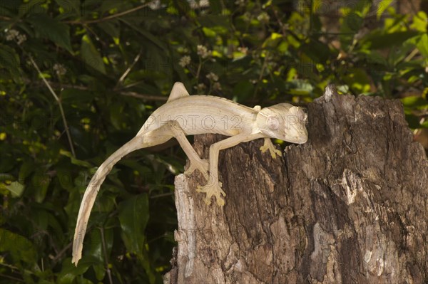 Lined Leaf-Tailed Gecko (Uroplatus lineatus)