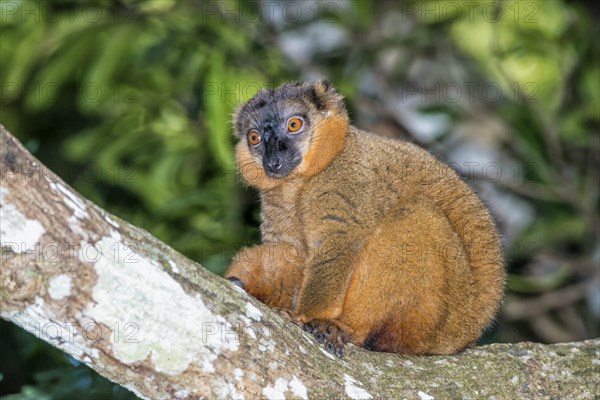 Collared Brown Lemur (Eulemur collaris)