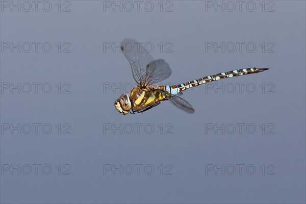 Migrant Hawker (Aeshna mixta) in flight