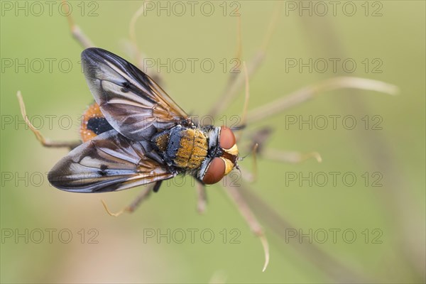 Phasia aurigera (Phasia aurigera)