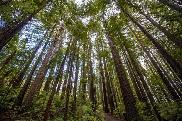 View from below into the treetops