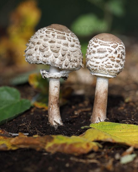 Shaggy parasol (Chlorophyllum rachodes) in youth stage