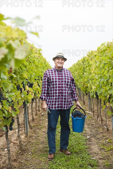 Winemaker or vintner harvesting grapes in his vineyard