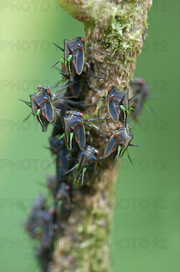 Leafhopper (Cicadellidae)