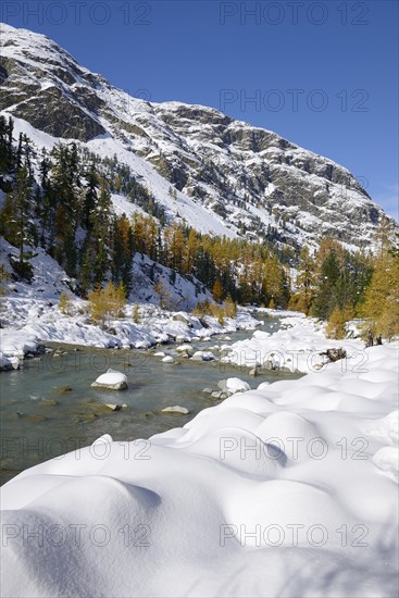 Autumnal coloured Larch (Larix) forest in the freshly snow-covered Val Roseg valley