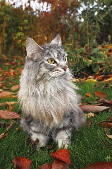 Maine Coon or American Longhair in an autumnal garden