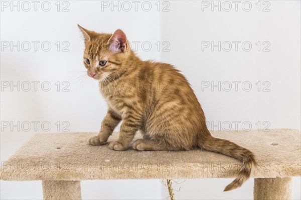 Young ginger tabby domestic cat