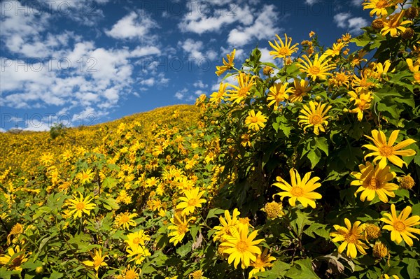 Tree marigold