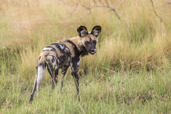 African Wild Dog (Lyacon pictus)