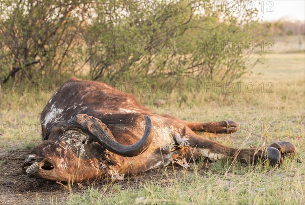 Carcass of a Cape buffalo (Syncerus caffer)