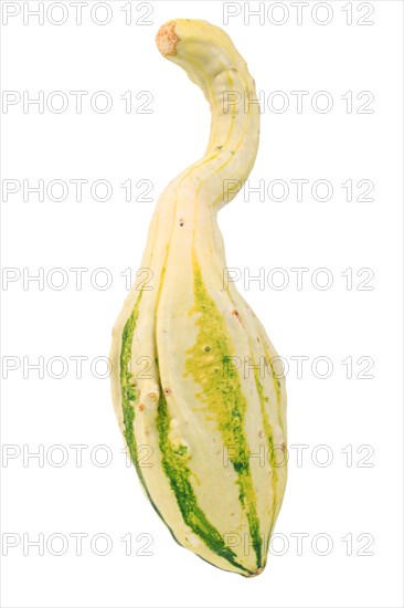 Gourd