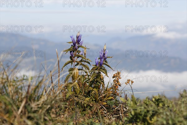 Willow Gentian (Gentiana asclepiadea)