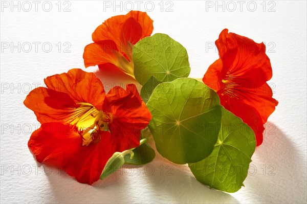 Fresh nasturtium salad flowers and leaves