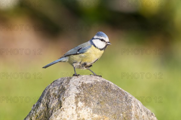 Blue Tit (Cyanistes caeruleus syn Parus caeruleus)