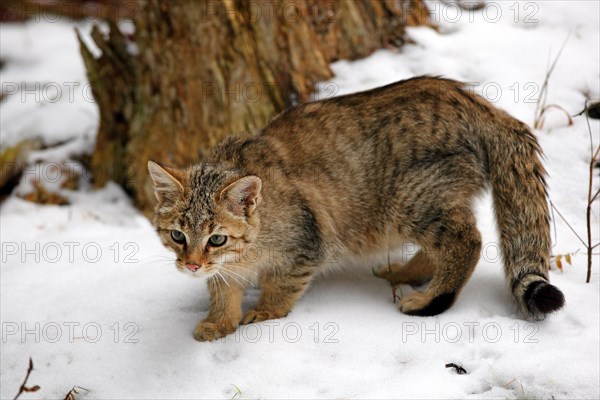 Wildcat (Felis silvestris) in the snow