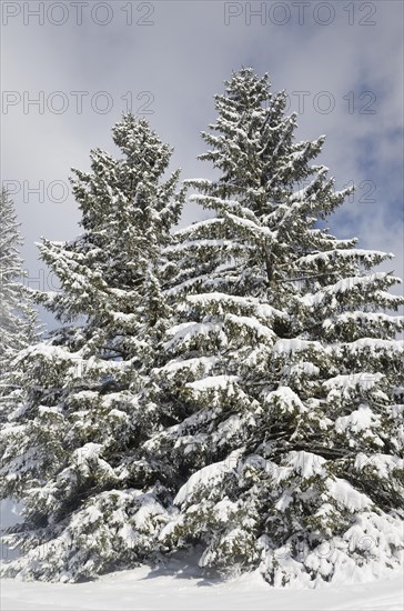 Snow-covered spruce trees (Picea abies)