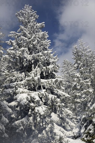 Snow-covered spruce trees (Picea abies)