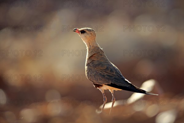 Australian pratincole (Stiltia isabella)