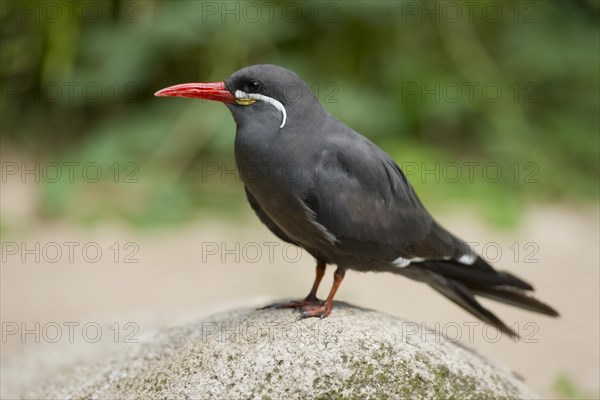 Inca Tern (Larosterna inca)