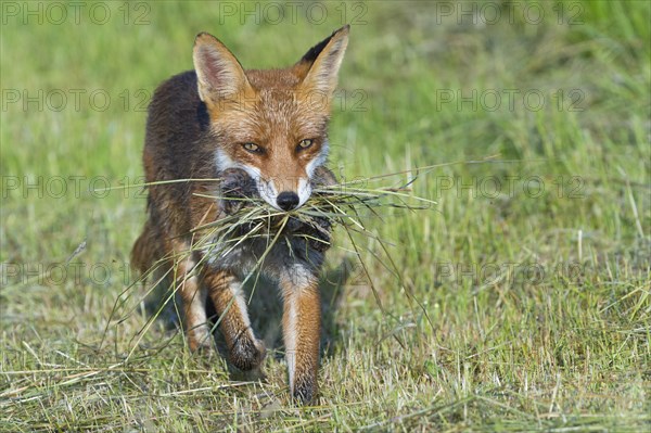 Red fox (Vulpes vulpes) with prey