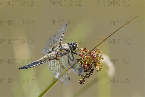 Four-Spotted Chaser (Libellula quadrimaculata)