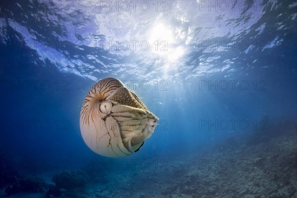 Nautilus (Nautilus belauensis)