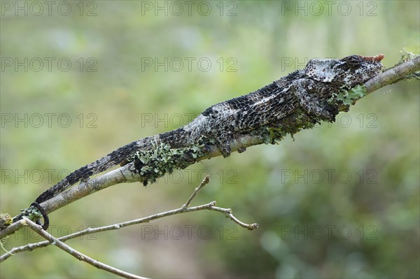 Elephant-eared Chameleon or Short-horned Chameleon (Calumma brevicornis)