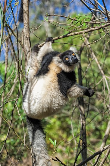 Black-and-White Ruffed Lemur (Varecia variegata)