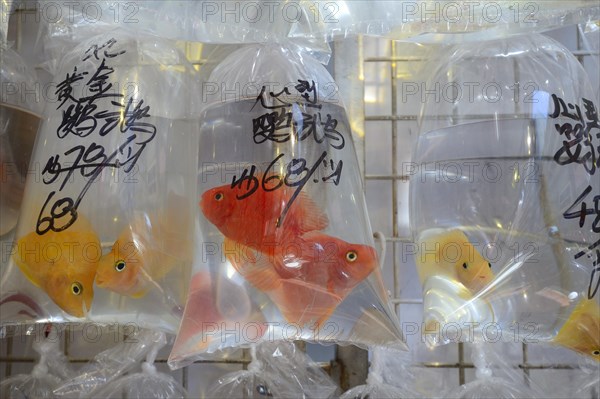 Packaged aquarium fish hanging outside a typical aquarium shop