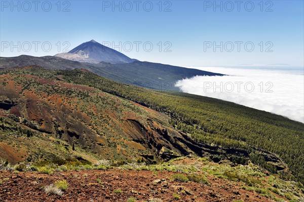 Canary Island pines (Pinus canariensis) in volcanic landscape