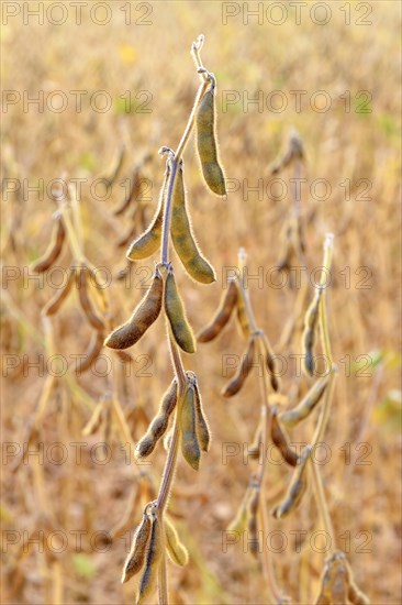 Soya beans (Glycine max) with ripe pods