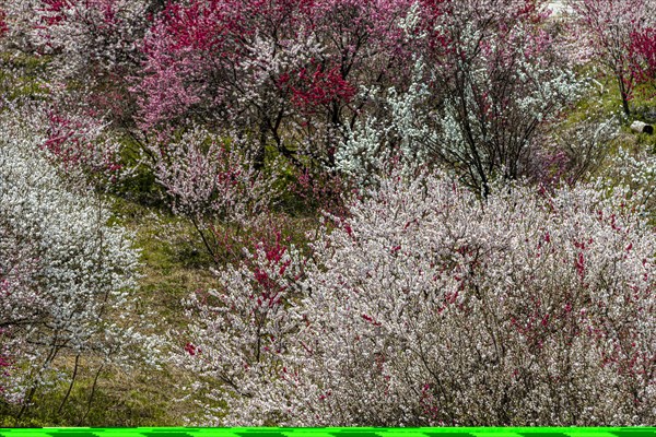 Flowering cherry trees in spring