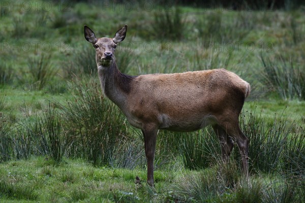 Red deer (Cervus elaphus)