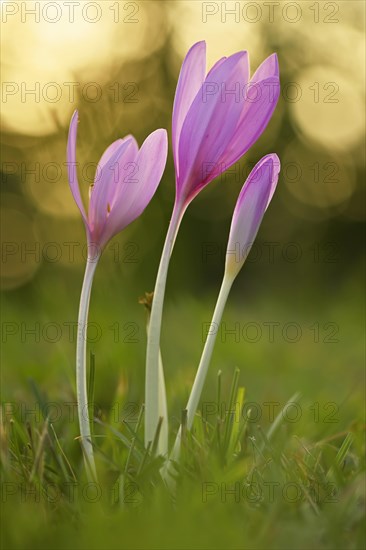 Meadow saffron (Colchicum autumnale) in the morning light